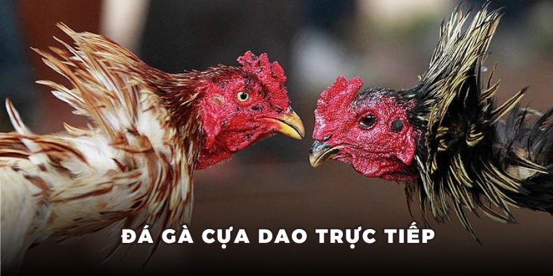 Đá gà cựa dao trực tiếp