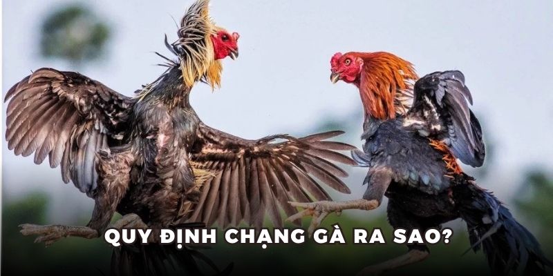 Quy định chạng gà ra sao?